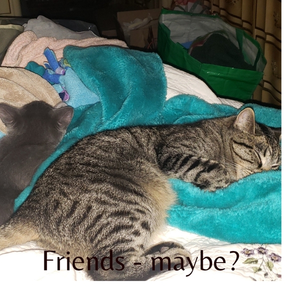 Meet your Posher, Angela - Picture 11 of 16